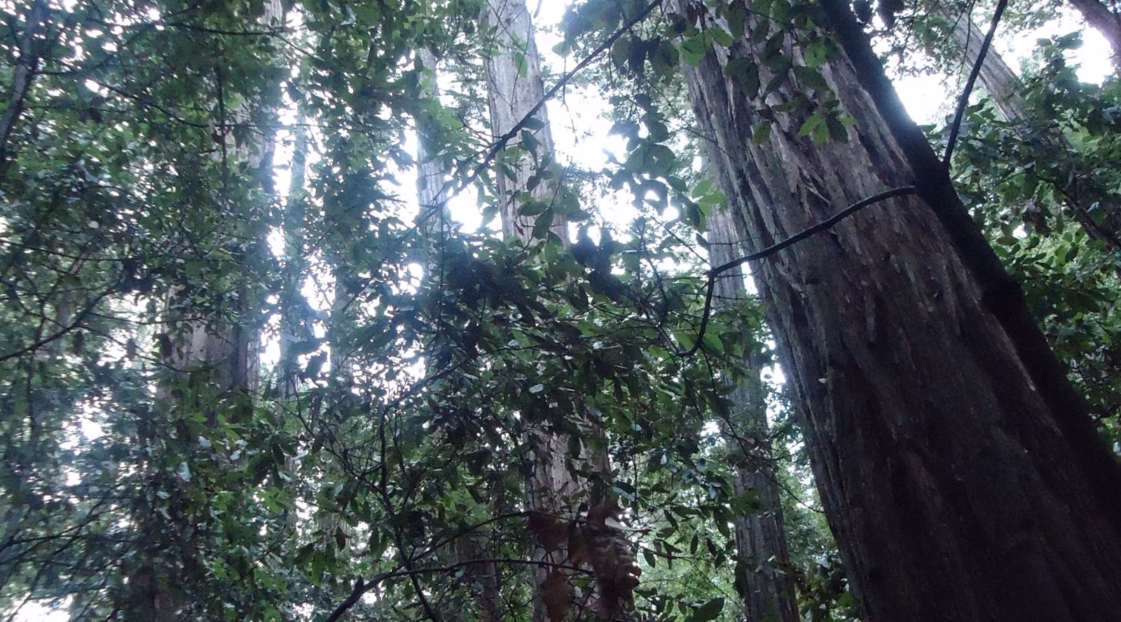 Straight redwood trunks seen from below in Portola Redwoods State Park
