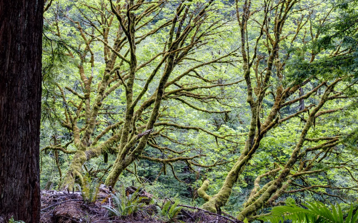 Moss-covered branches arching over a forest clearing beside a large redwood trunk