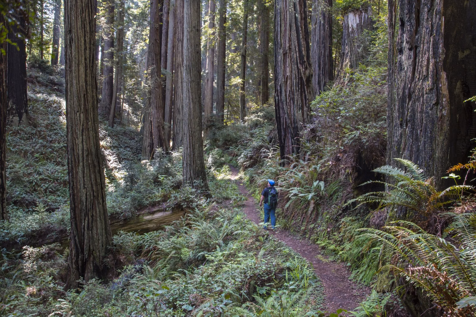 A hiker on a narrow dirt trail through ferns and tall redwoods