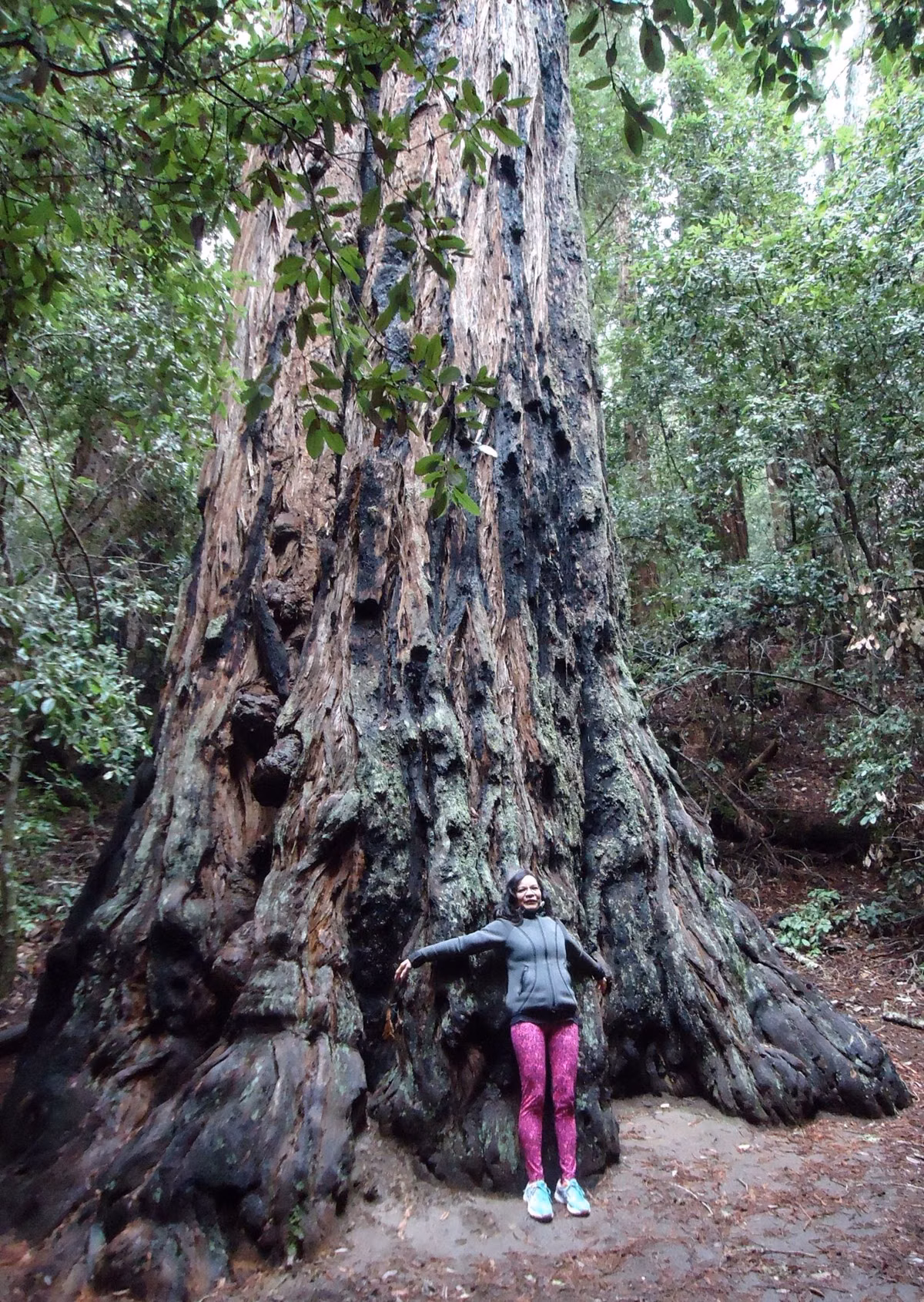 A visitor standing at the base of a huge, deeply furrowed old redwood in Portola Redwoods State Park