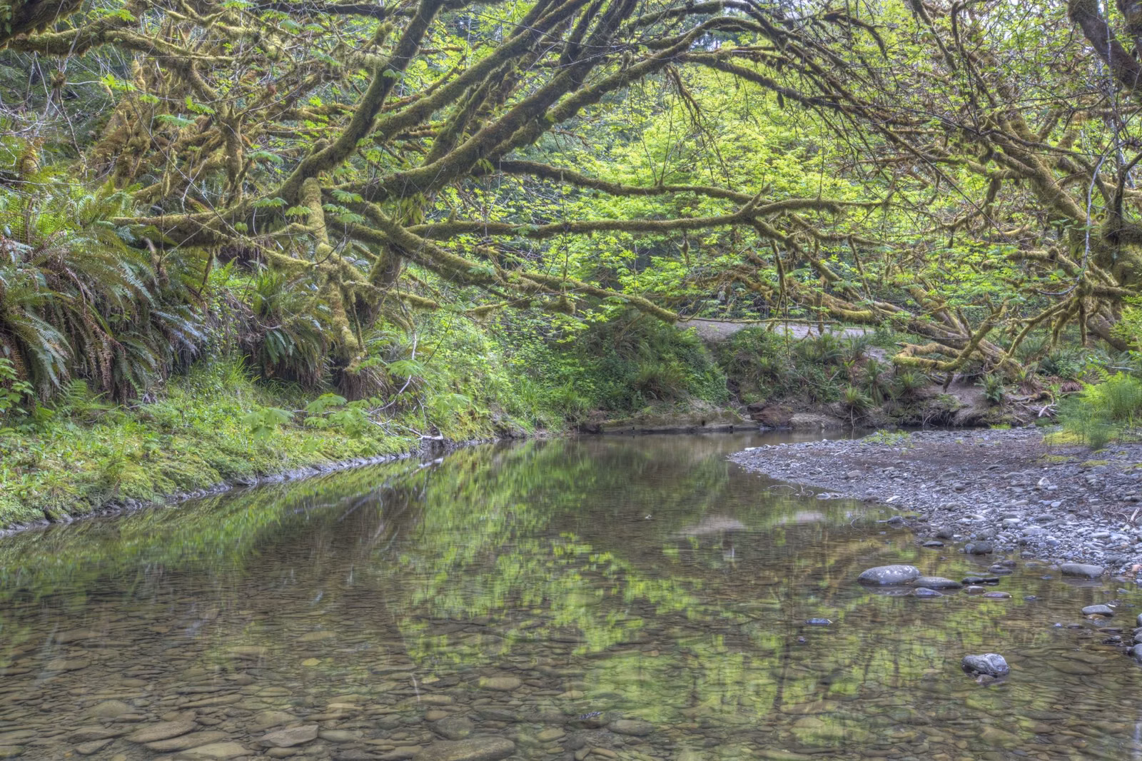 A calm creek under arching moss-covered branches