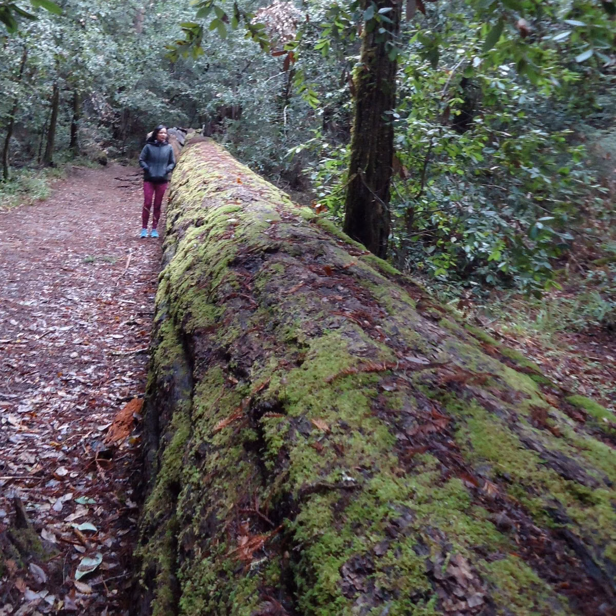 A long, moss-covered fallen redwood lying beside a leaf-covered path in Portola Redwoods State Park