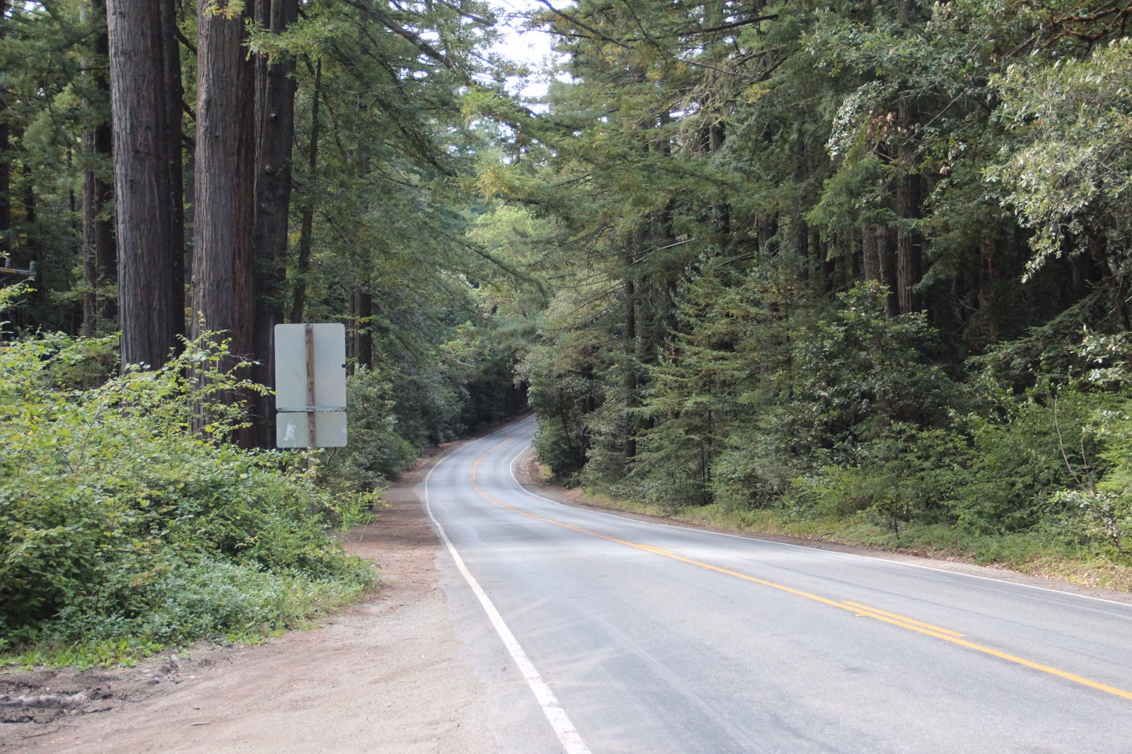 Highway 35 (Skyline Boulevard) winding through redwoods in the Santa Cruz Mountains