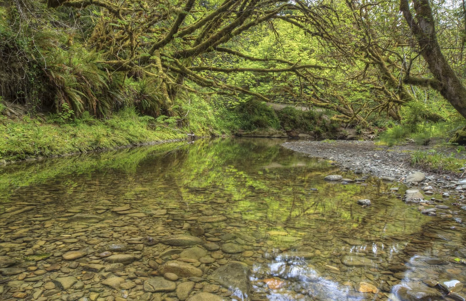 A clear, shallow creek over smooth stones under arching mossy trees
