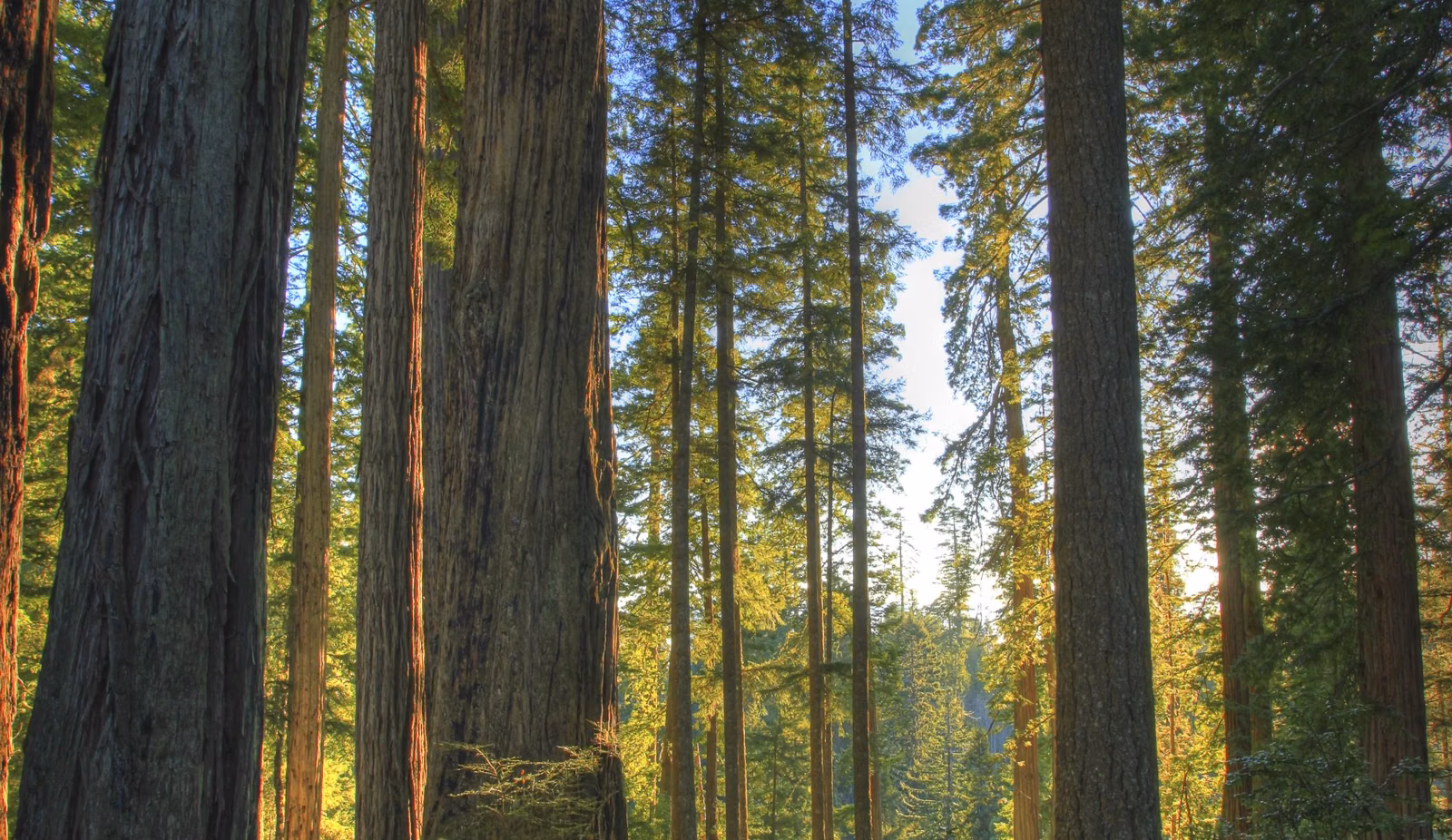 Sunlight on the trunks of tall old-growth redwoods