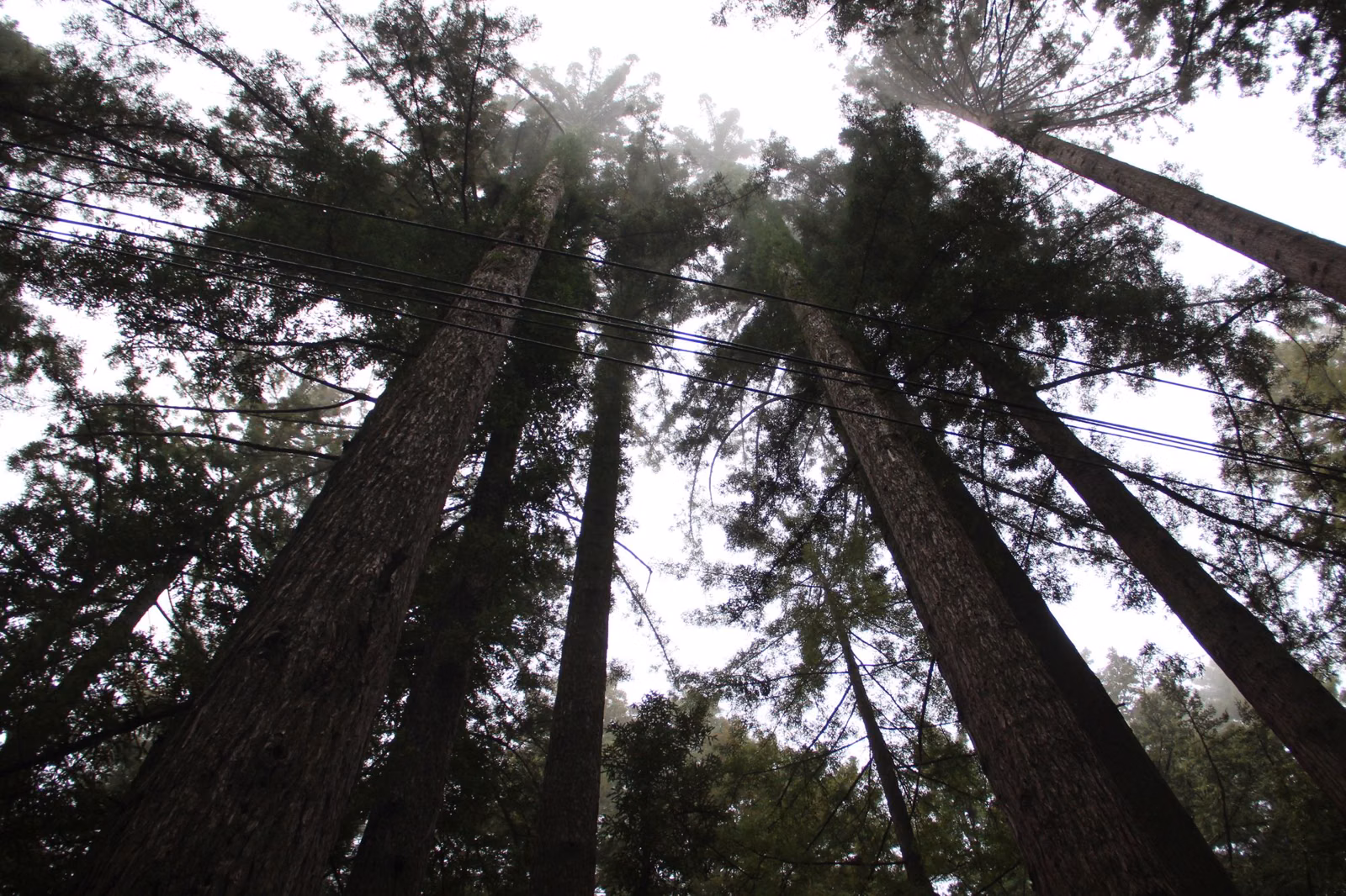 Tall redwoods seen from below against a pale sky in the Santa Cruz Mountains
