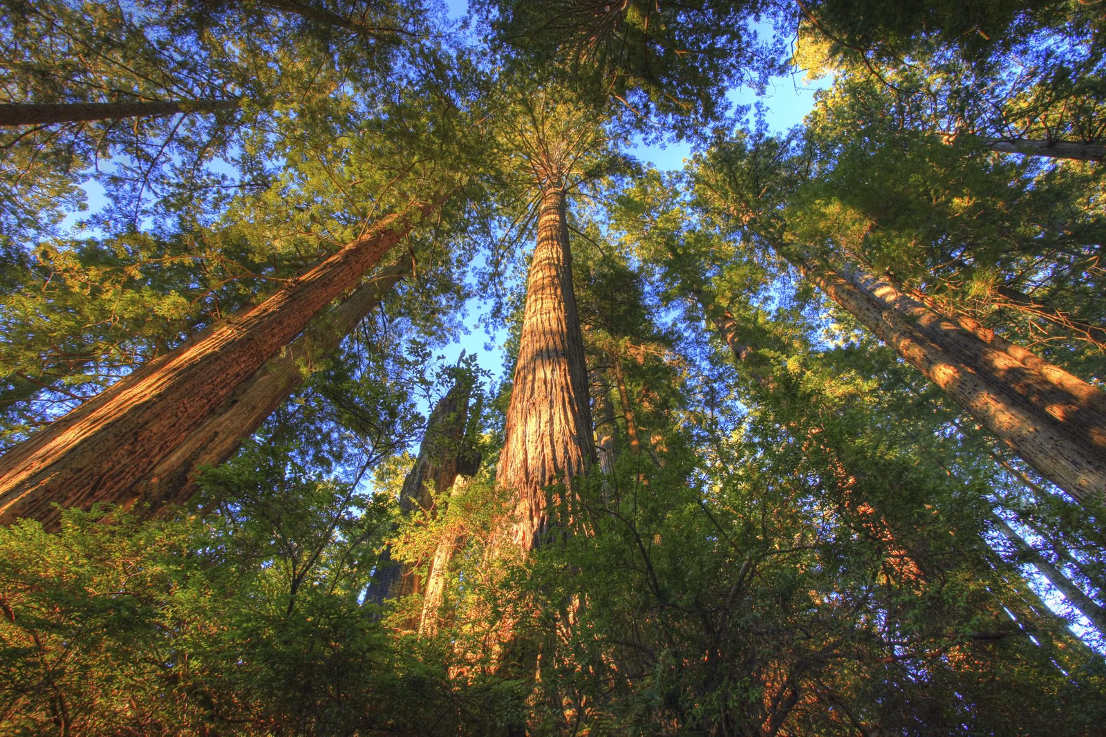 Sunlit redwood crowns seen from the forest floor