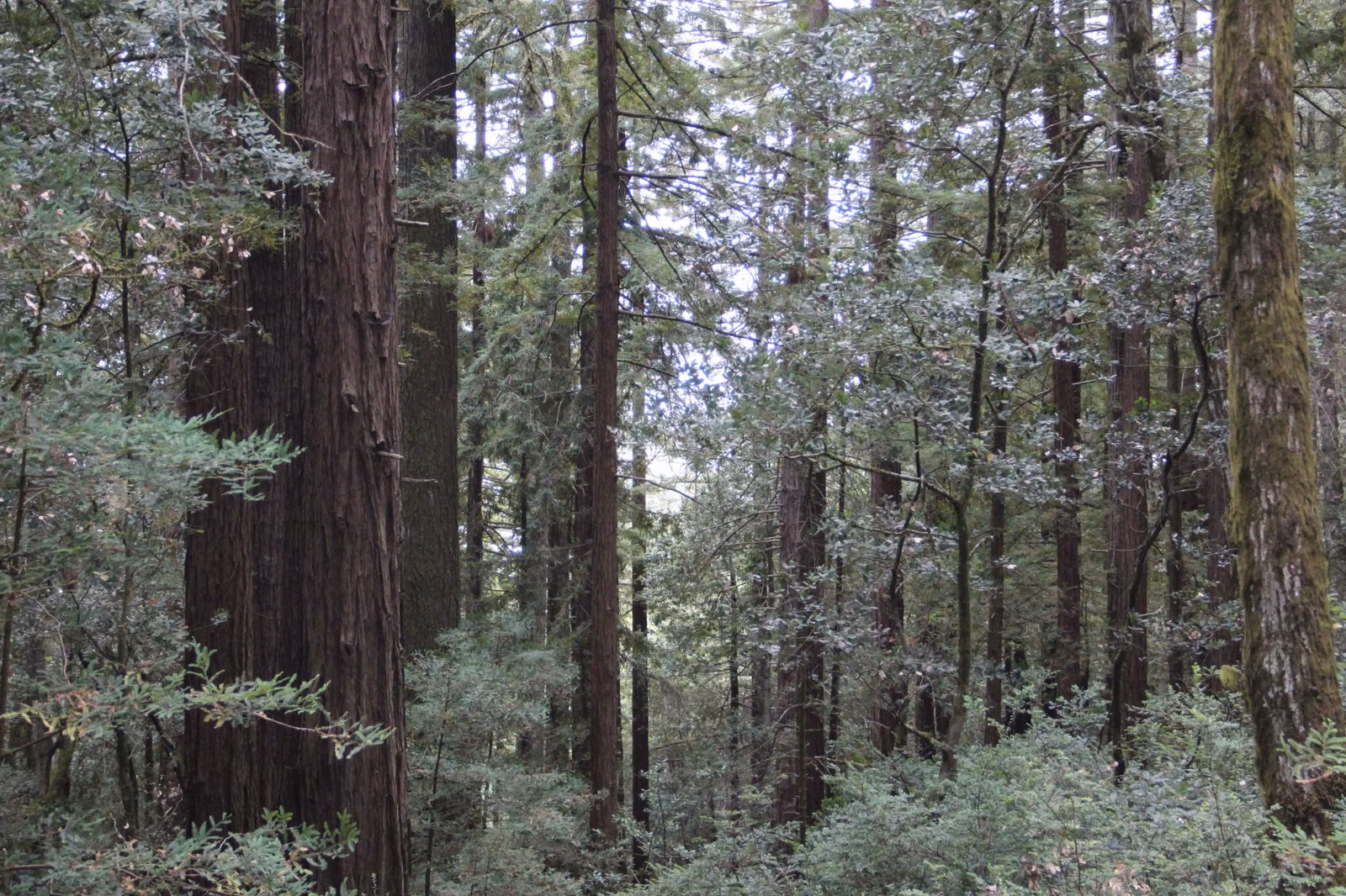 A mixed redwood woodland with lighter green trees in the understory