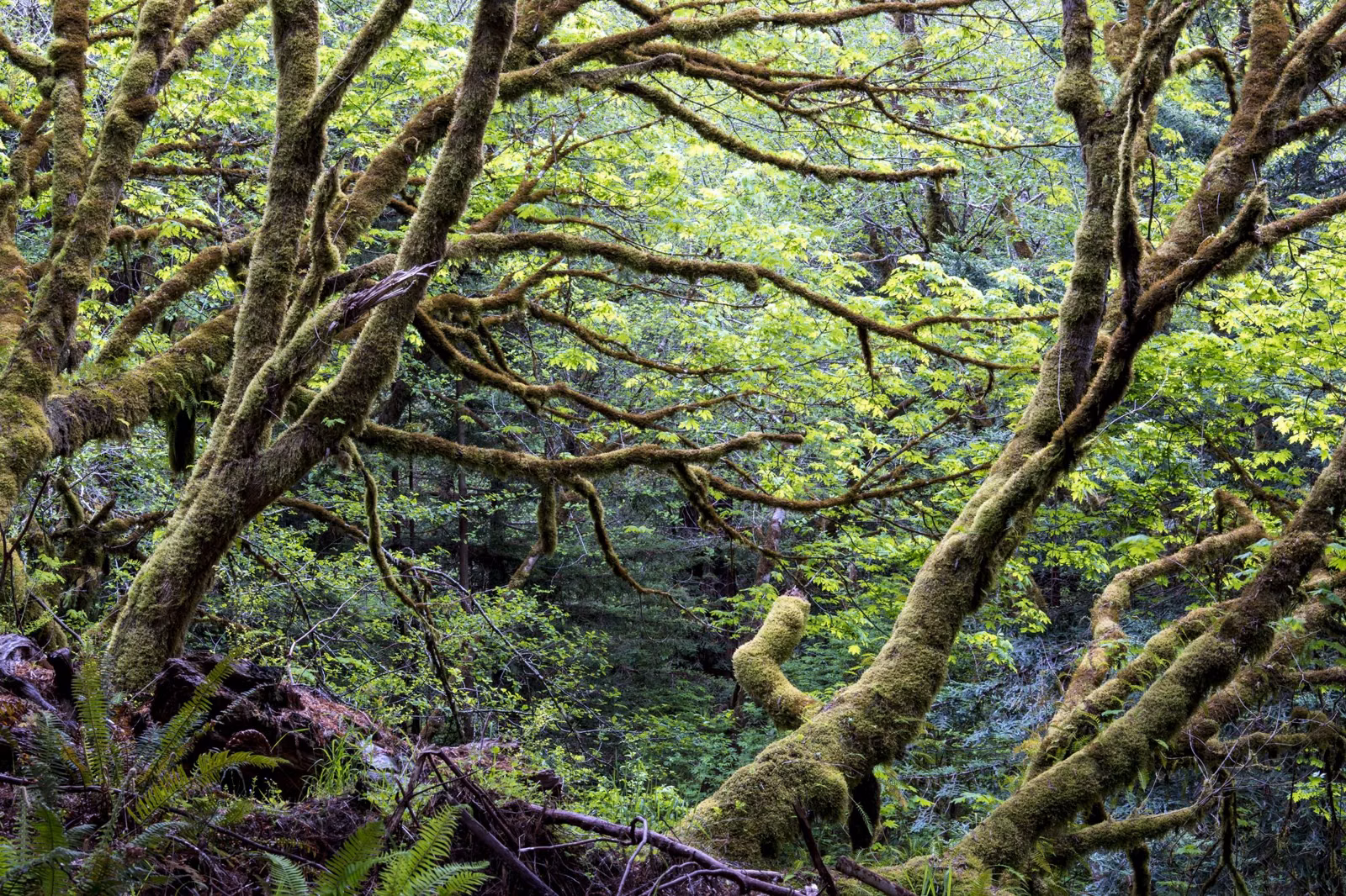 Twisting moss-covered branches in a dense green woodland