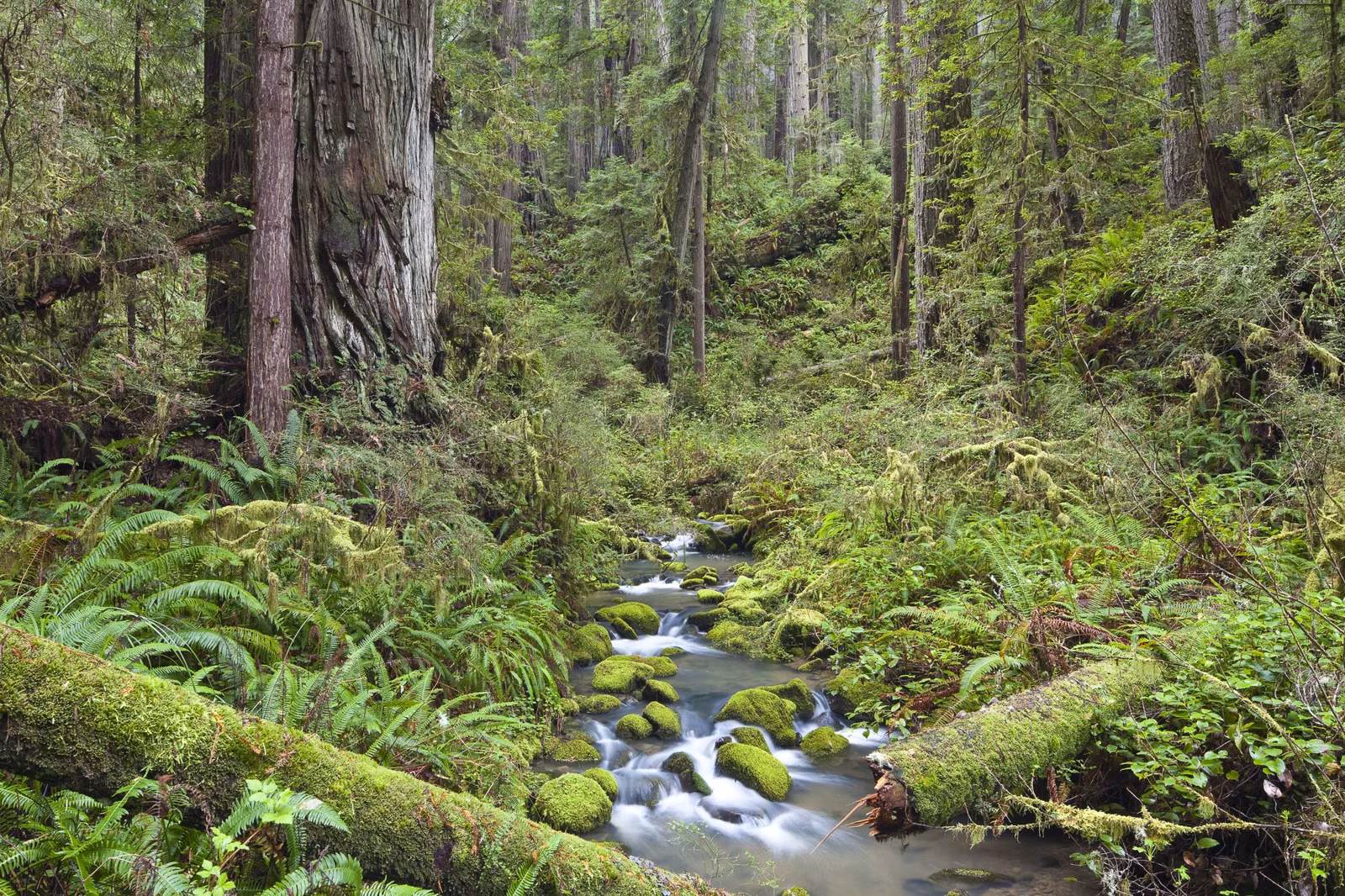 A small creek cascading over mossy rocks between ferns and fallen logs