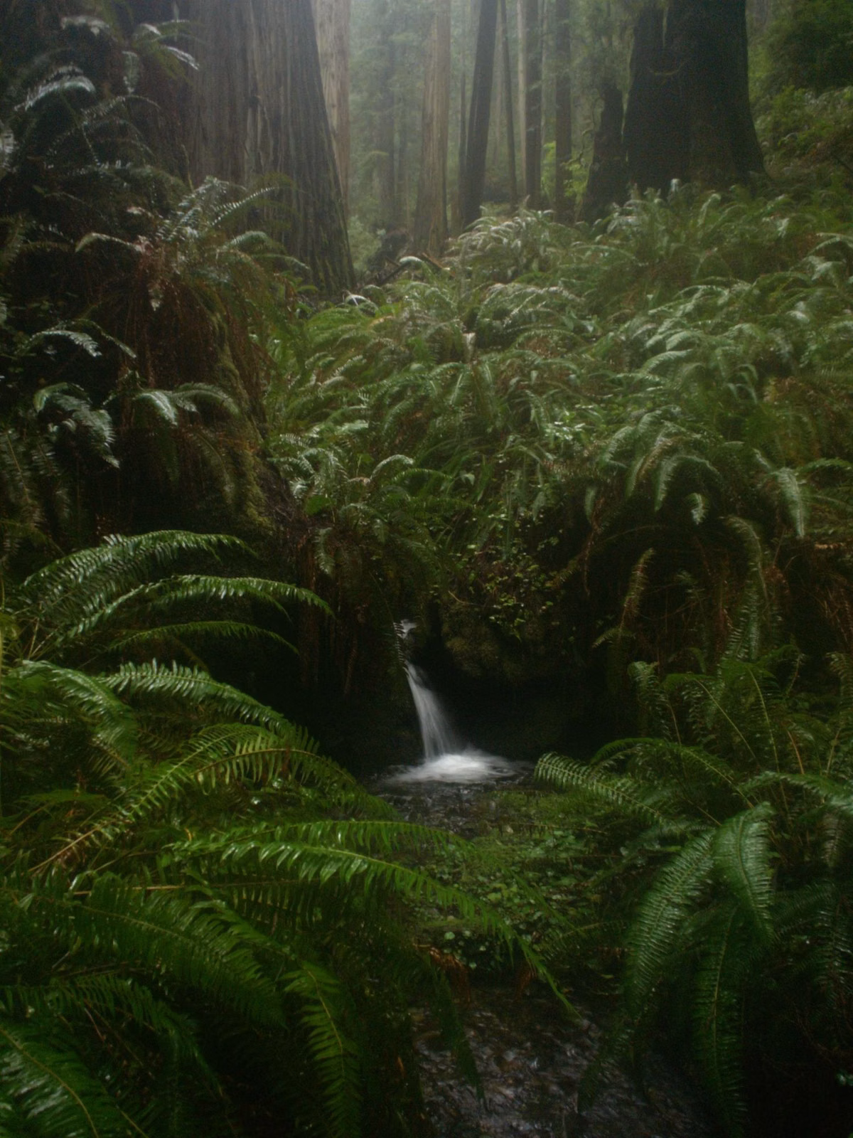A small waterfall in a fern-filled redwood ravine