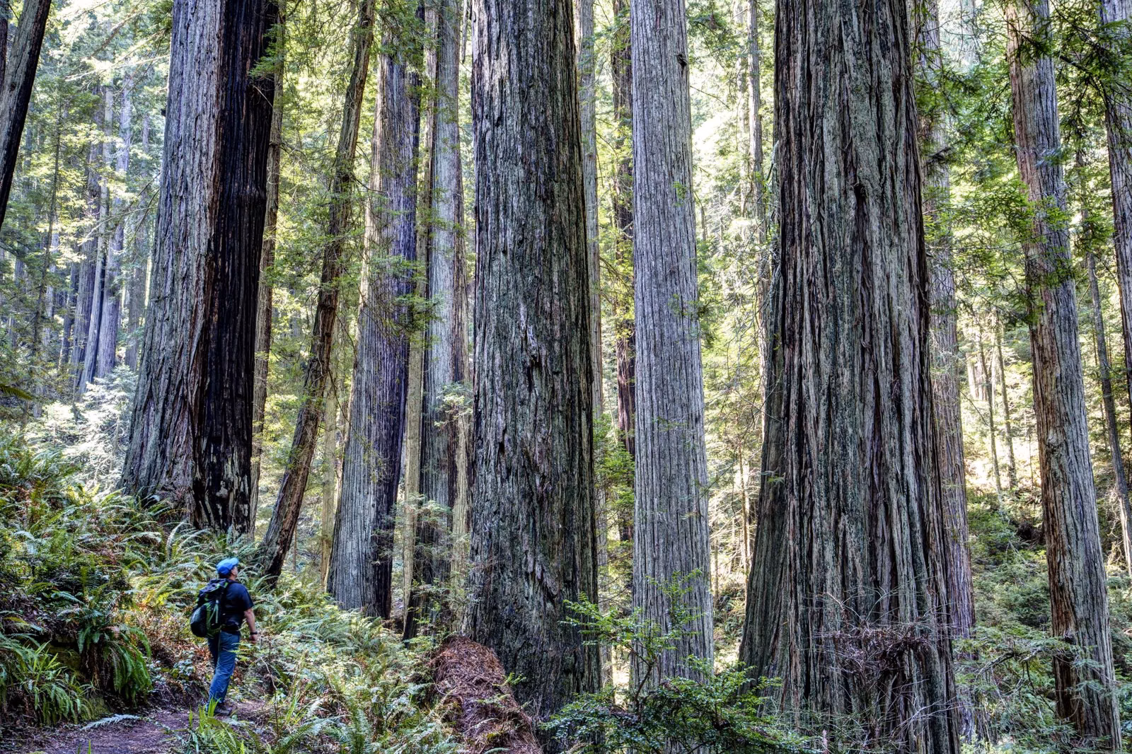 A forest trail bending between redwood trunks and moss-covered branches
