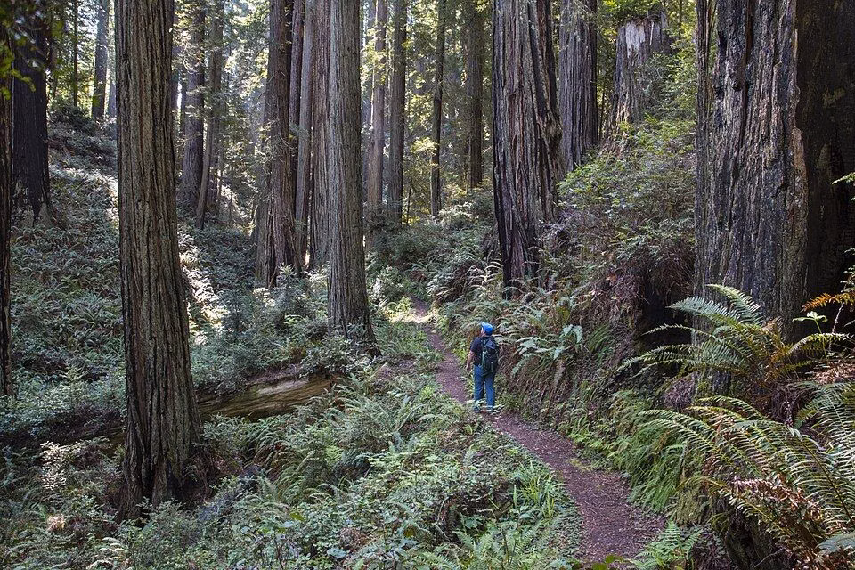 A trail climbing gently through redwoods and sword ferns